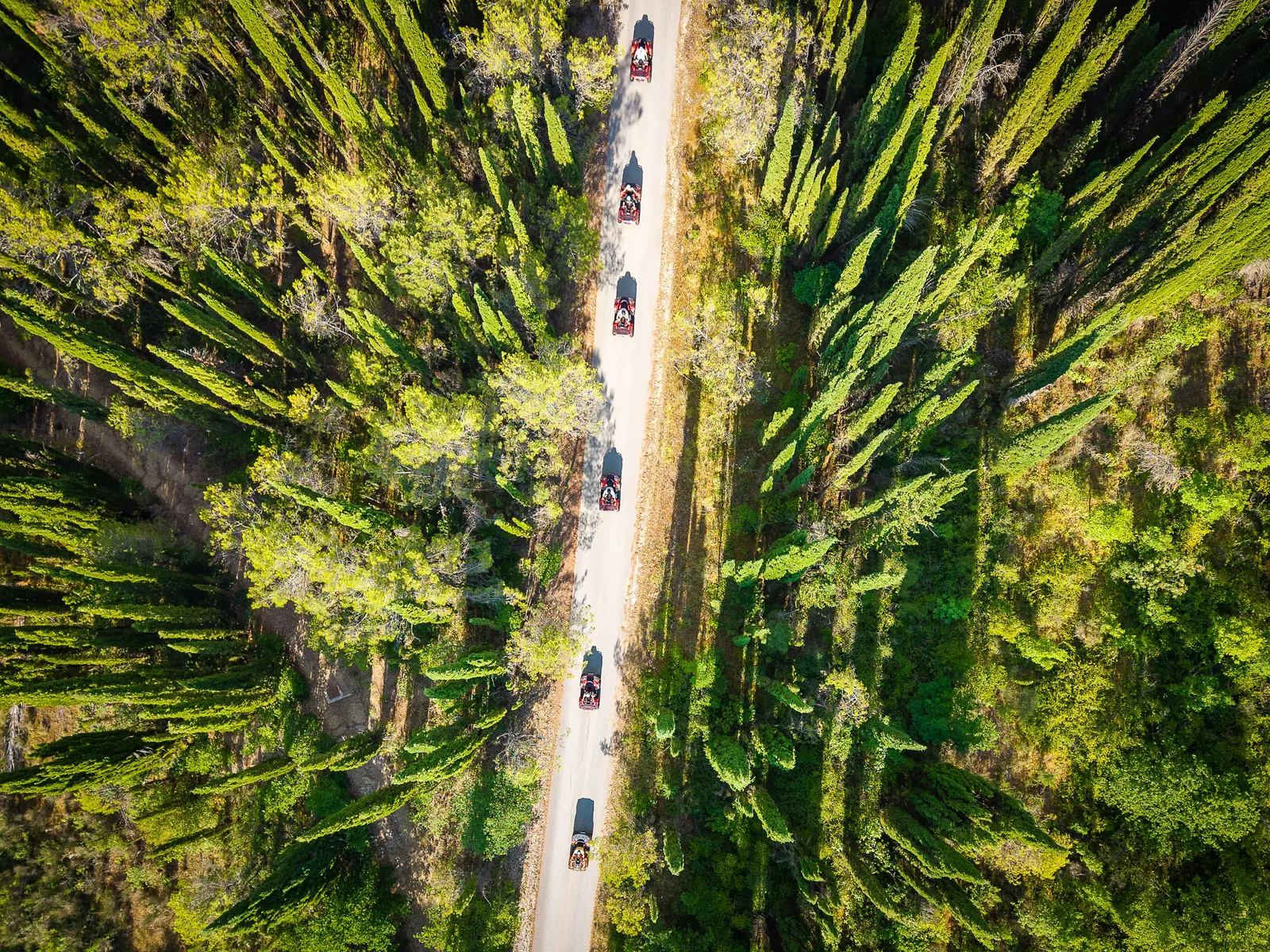 Aerial view of the ATV convoy inside a corridor of cypress trees