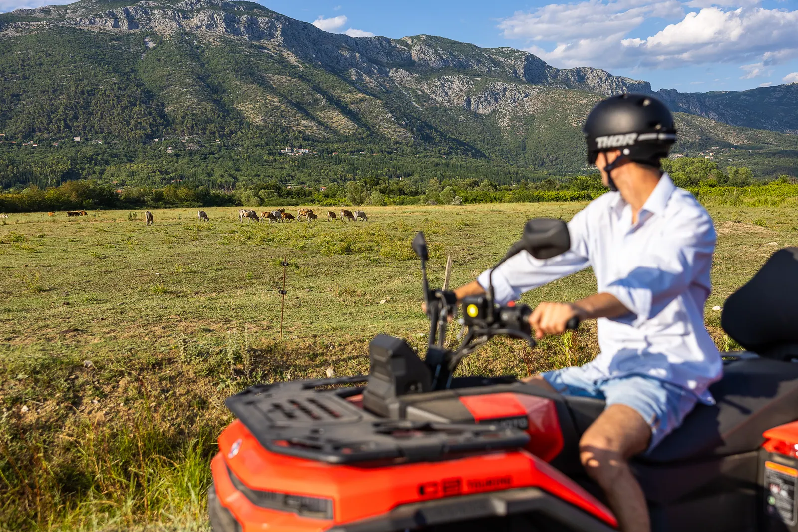 Rider passing a pasture with grazing cows